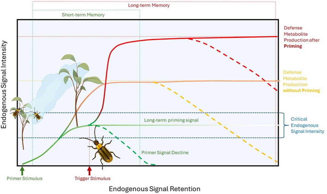 Plantas tm mesmo inteligncia? Depende da definio de inteligncia