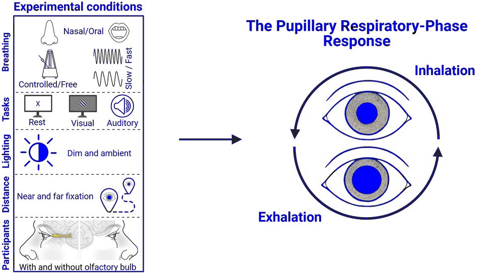 Respirao e viso esto conectadas: Nossa pupila varia conforme respiramos