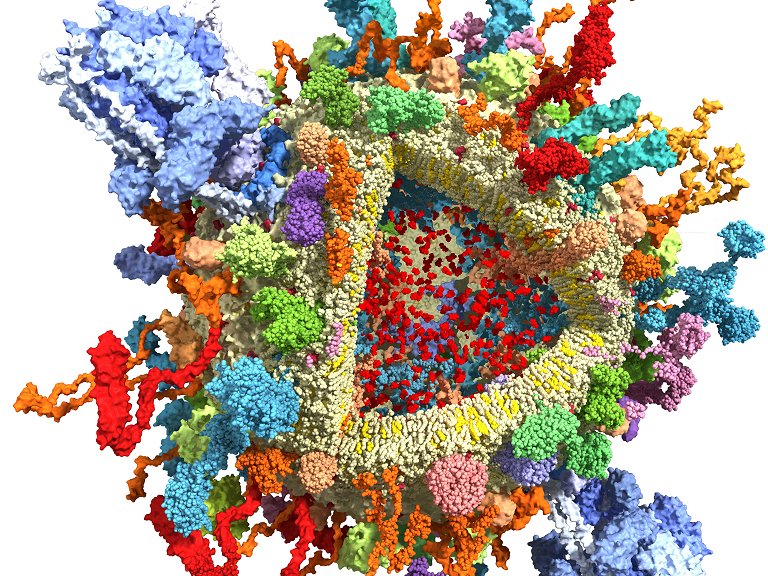 Descoberta muda compreenso da comunicao entre neurnios no crebro