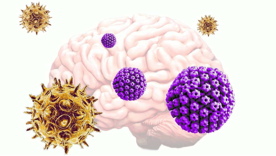 Fenmeno quntico no crebro contesta teoria da amiloide no Alzheimer